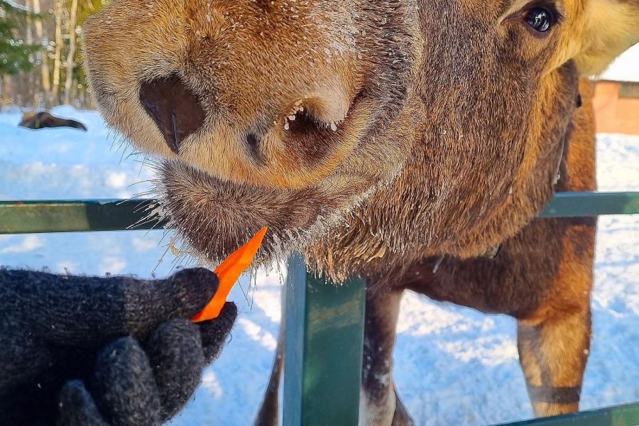 Рецепт новогоднего чуда: Кострома