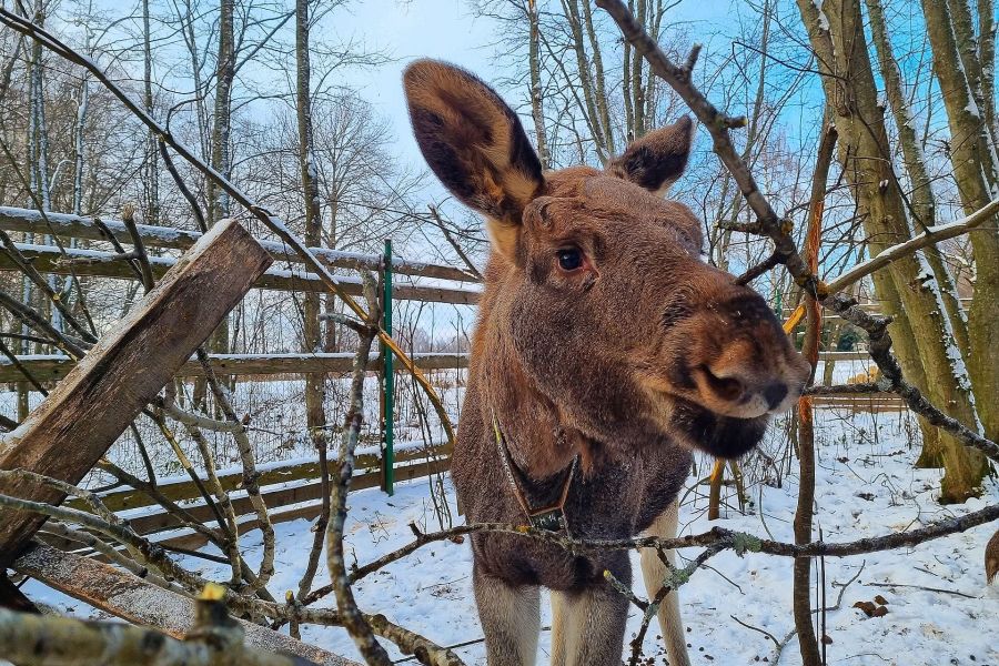 Новогодние каникулы в Костроме